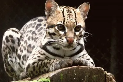ocelote1