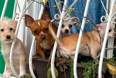 perro