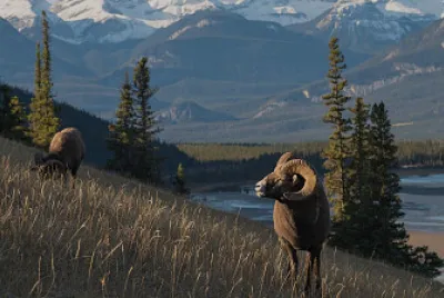 parque nacional Jasper, Canada jigsaw puzzle