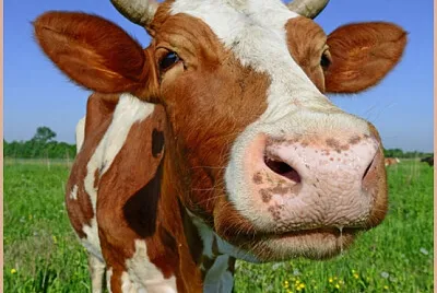 une belle vache