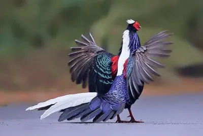 .