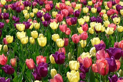 Champs de tulipes jigsaw puzzle
