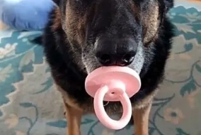 cachorro chupetão