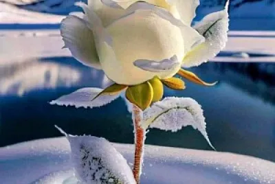 naturaleza