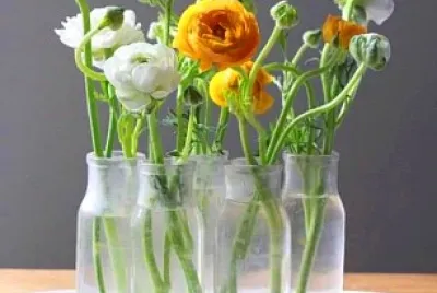 flores