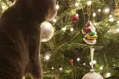 gato