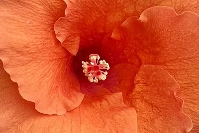 Flor