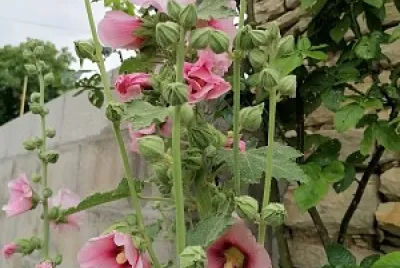 Passeroses