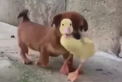 Dog holding Duck jigsaw puzzle