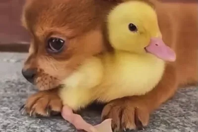 Dog and Duck 2 jigsaw puzzle