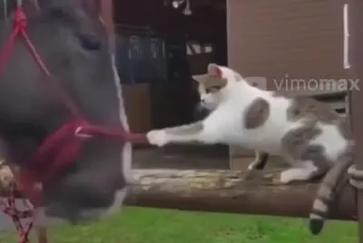 Cat smacks Horse jigsaw puzzle