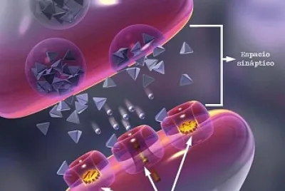 Sinapsis neuronal