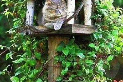 gato