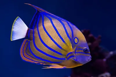 blue and yellow