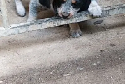 Chiots Griffon bleu de Gascogne
