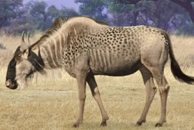 Wildabeast Cheetah jigsaw puzzle