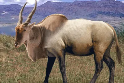 Eland Wapiti jigsaw puzzle