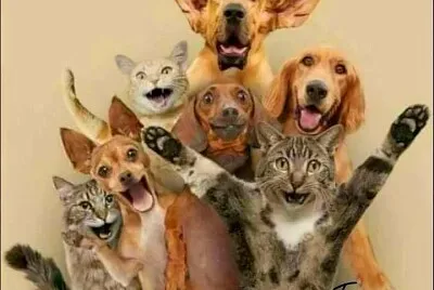 animales