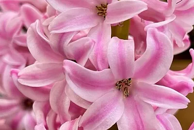 Flores