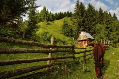 horse and fence jigsaw puzzle
