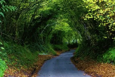 tree tunnel. jigsaw puzzle