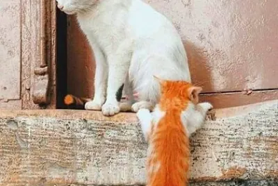 gato