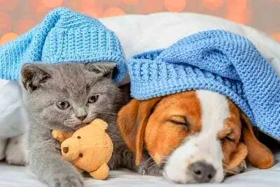 animales