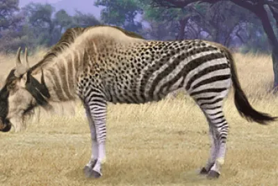 Wildebeest Zebra jigsaw puzzle