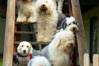 perro