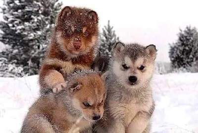 perro