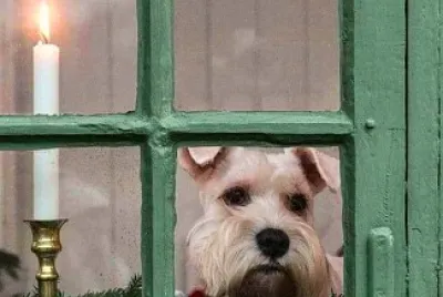 perro