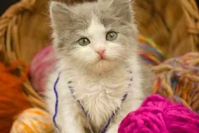 gato