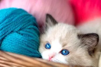 gato