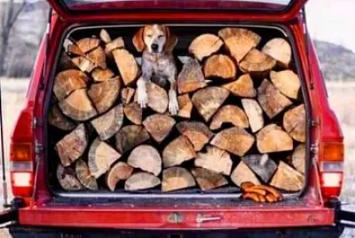 perro