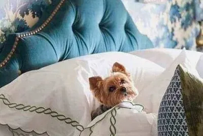 perro
