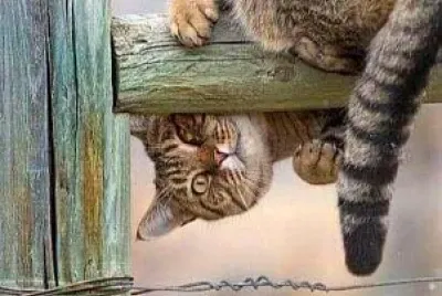 gato