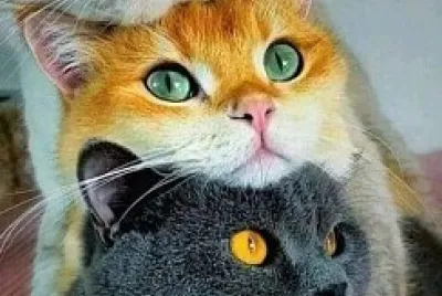 gato
