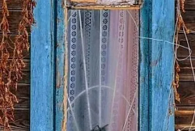 gato