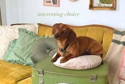 perro