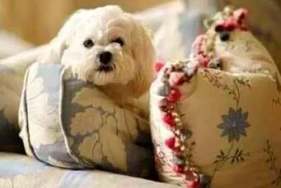 perro