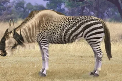 Wildabeest Zebra Bison jigsaw puzzle