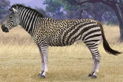 Zebra Cheetah WIldebeest jigsaw puzzle