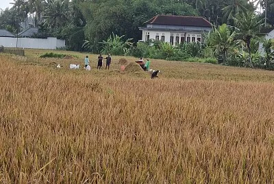 Après la récolte de riz