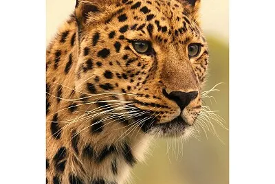 Animais selavagens - leopardo