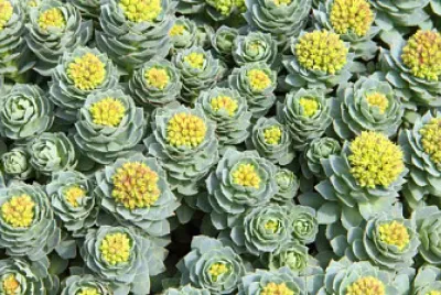 Rhodiola