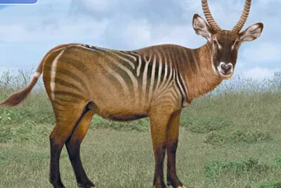 Zebra Waterbuck jigsaw puzzle