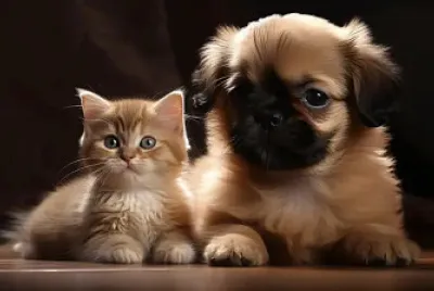 DOG_E_CAT