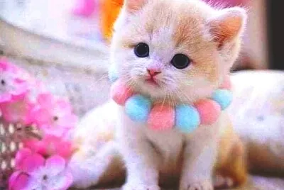 gato