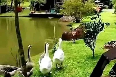538