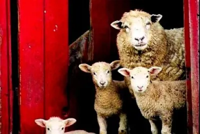 animales
